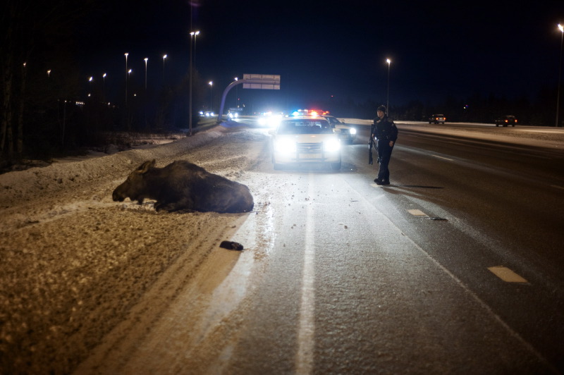 A moose has tried to cross the road and was hit by a van. It was put down seconds after. 