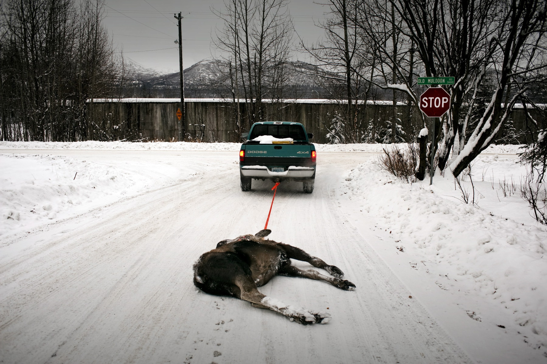  Vernon, another volunteer hauler, came to pick up a moose. The animal run into an SUV and was later shot by a cop. 