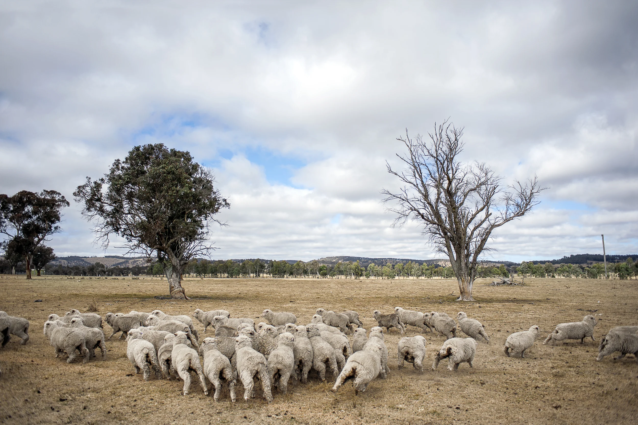  Australian Merino Farms for   Loro Piana     States of New South Wales and Victoria. Australia, 2014.       
