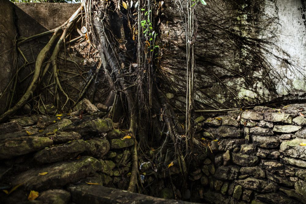 Banyan trees roots dig inside the sacred well.