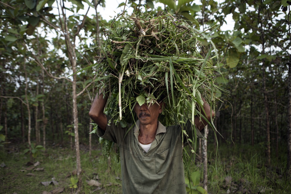 Villager of mount Kemukus collecting weeds.