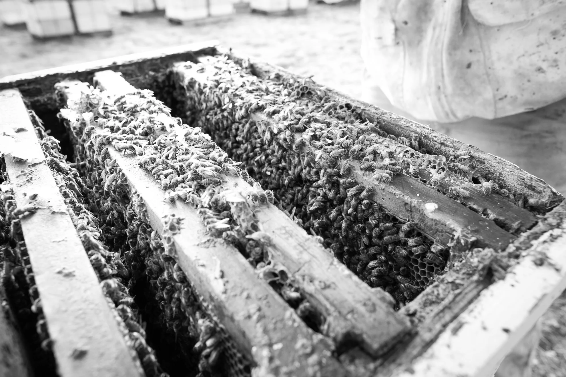 bees-10.jpg