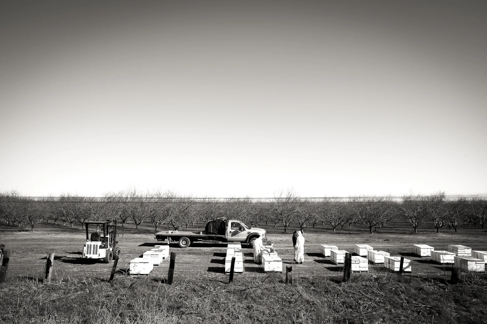 bees-12.jpg