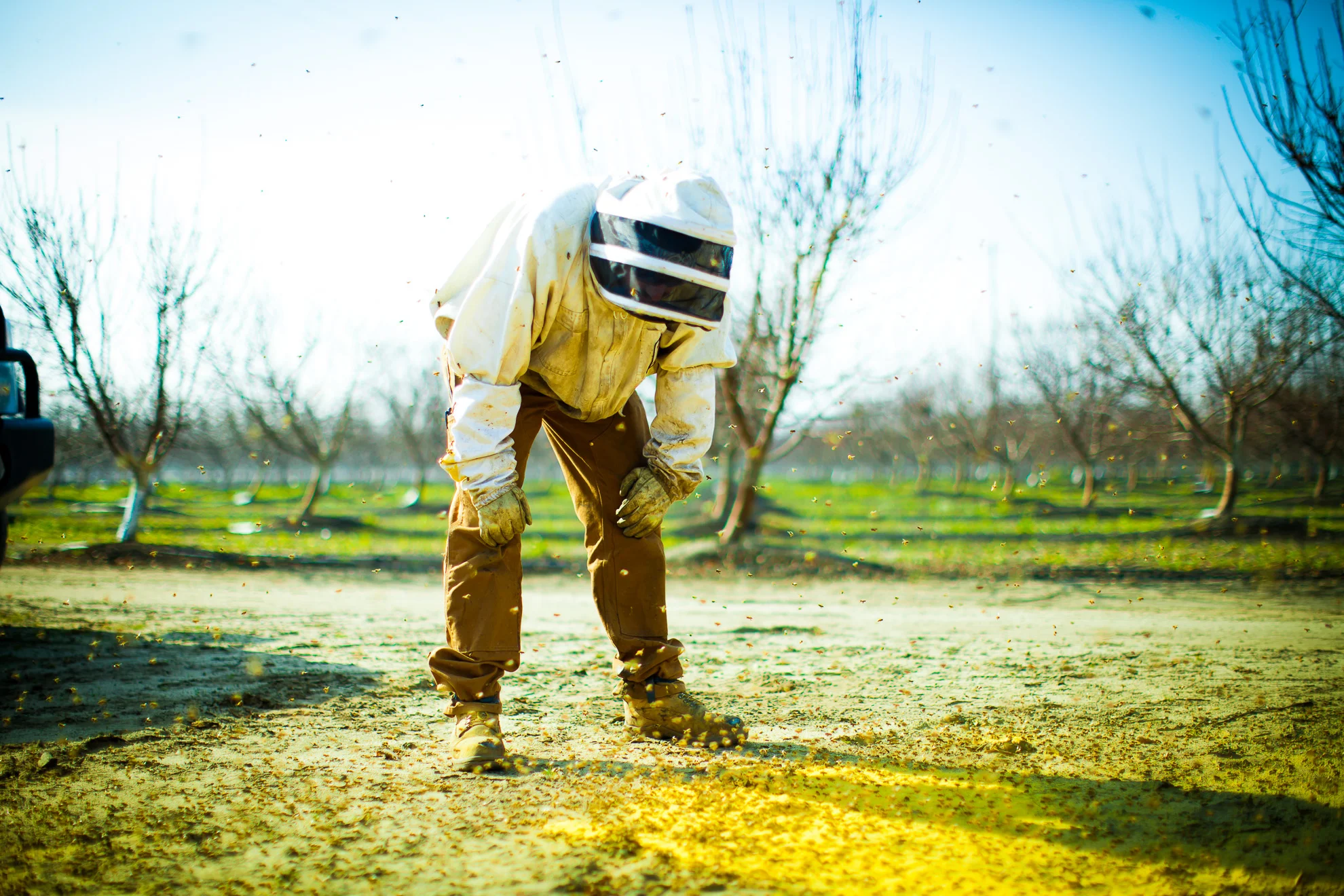 bees-14.jpg