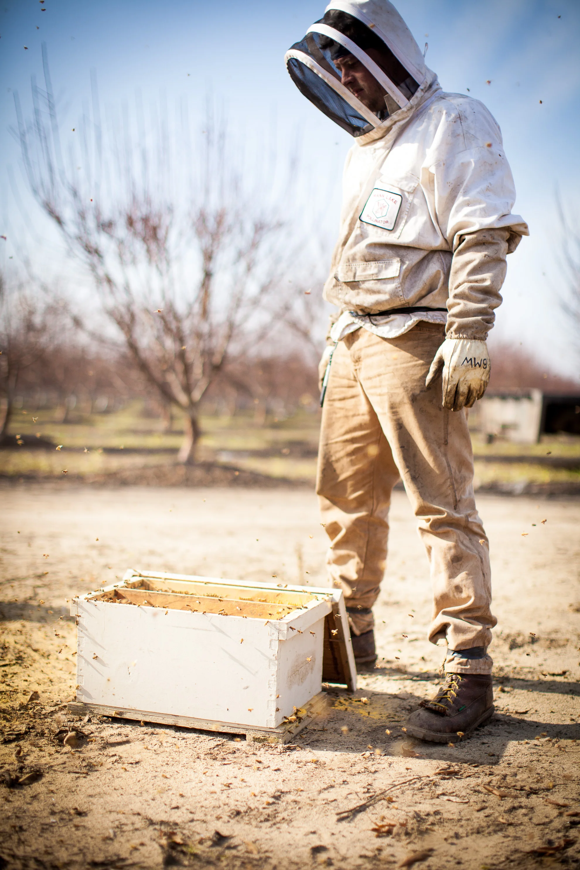 bees-19.jpg