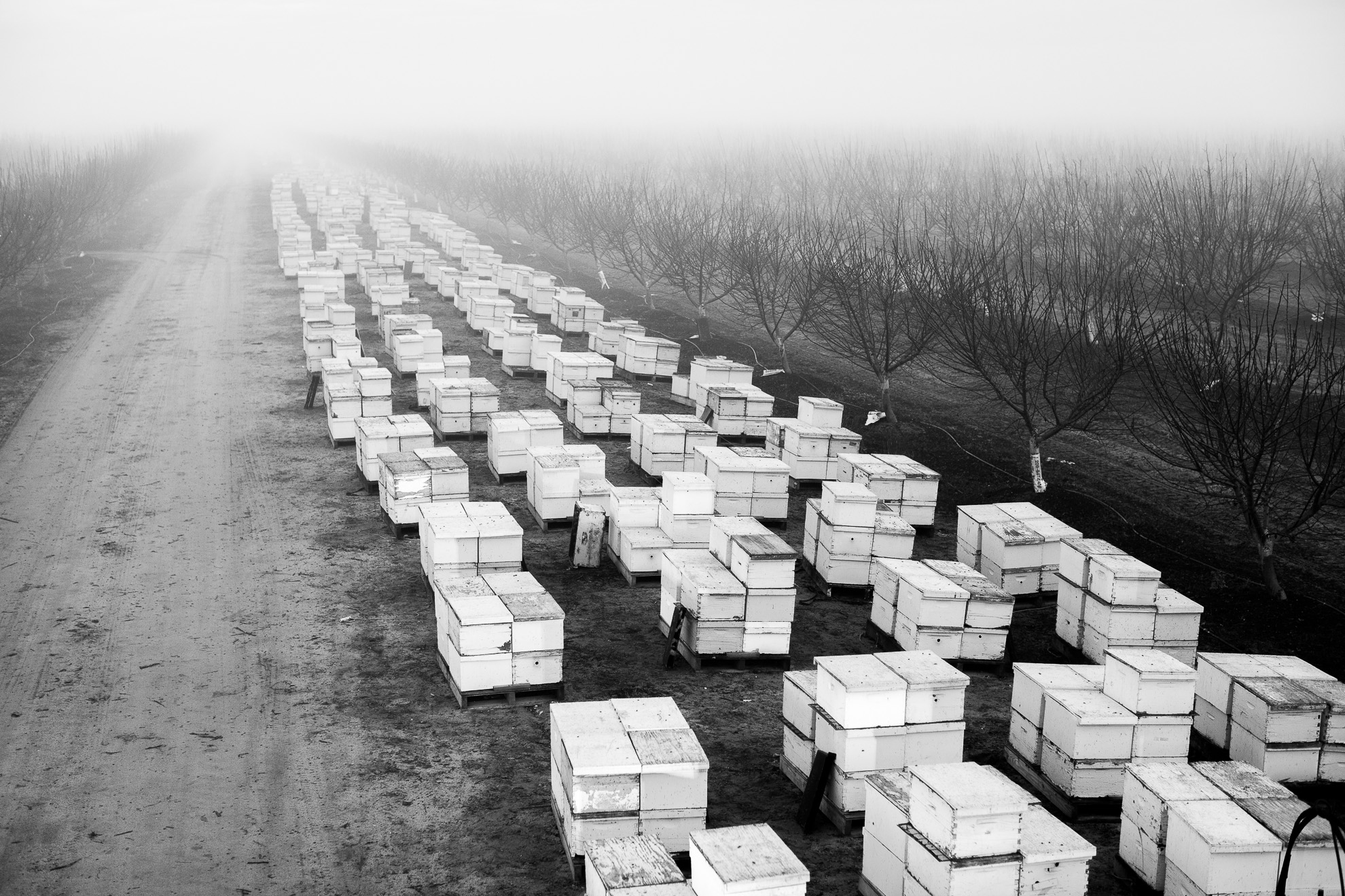 bees-30.jpg