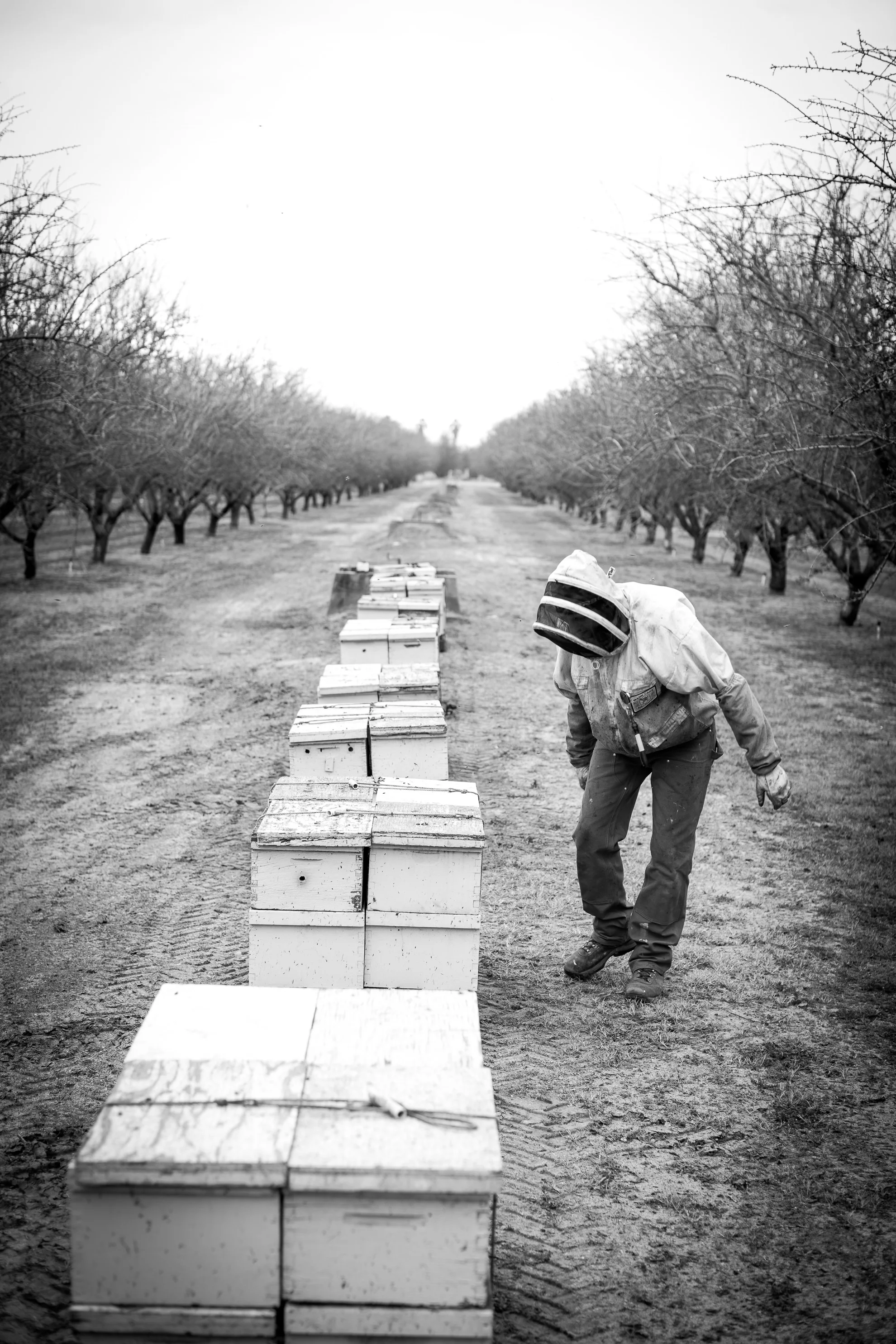 bees-32.jpg