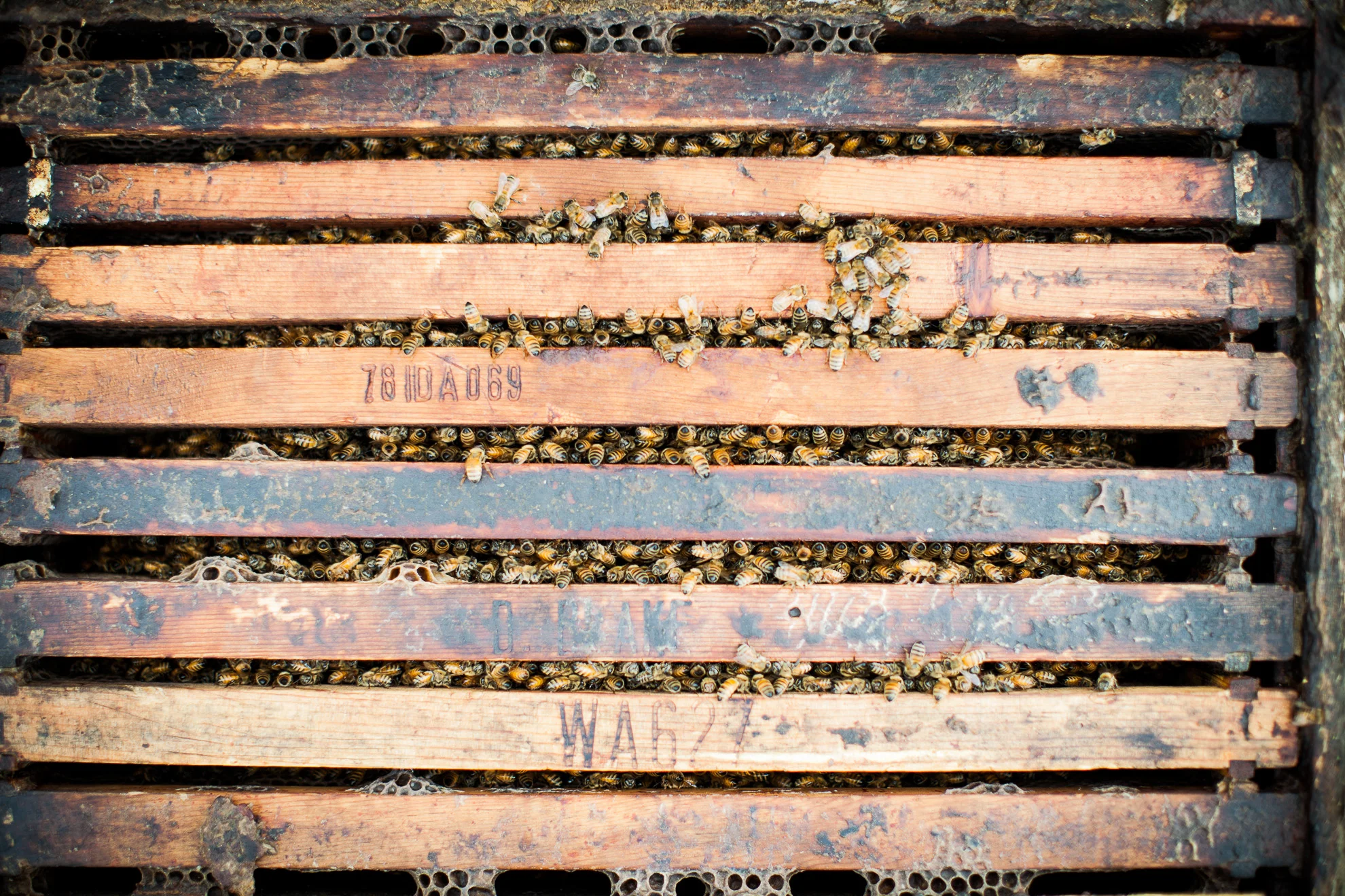 bees-44.jpg