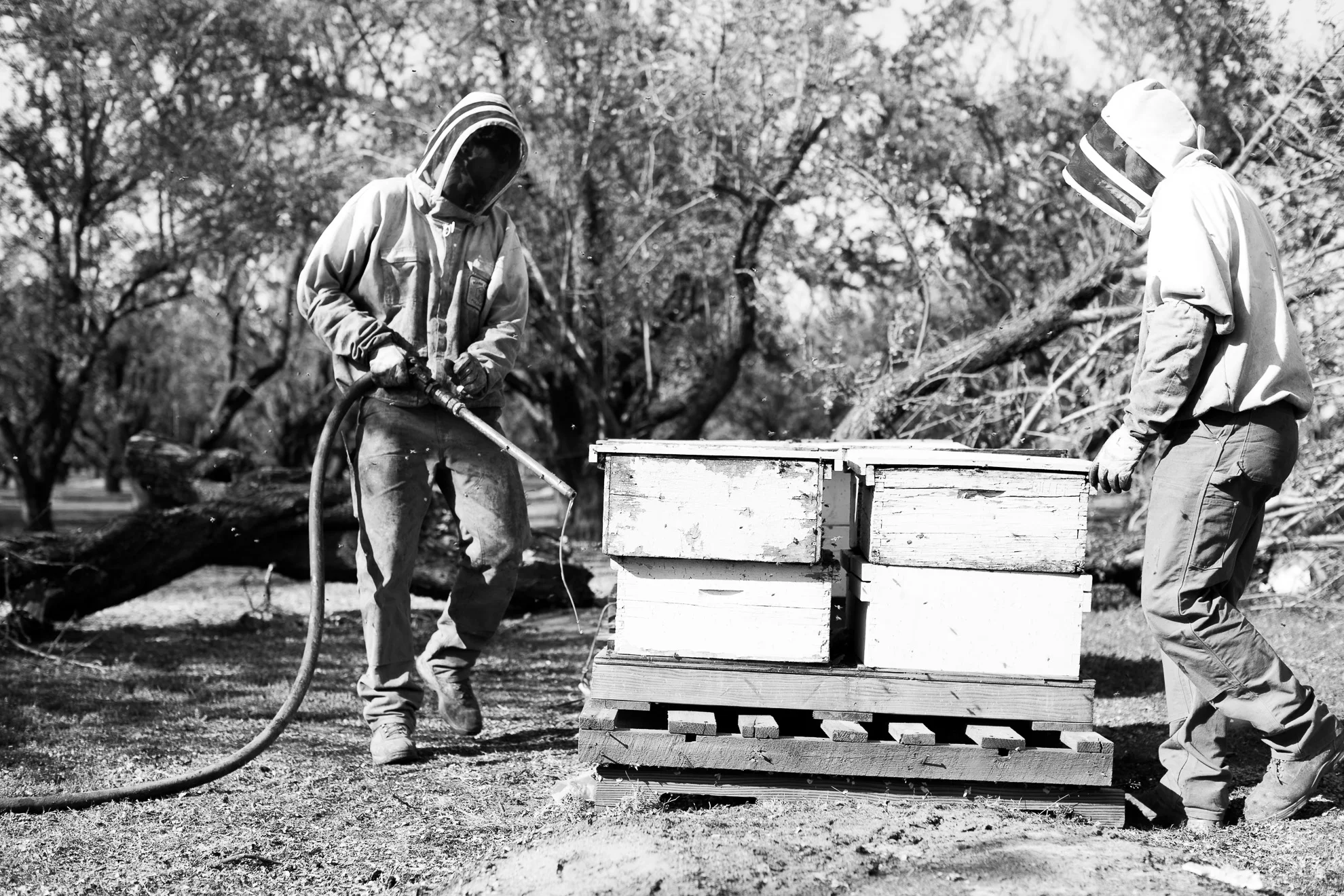 bees-47.jpg