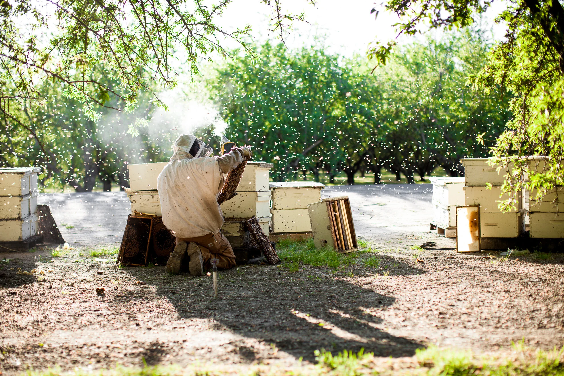 bees-49.jpg