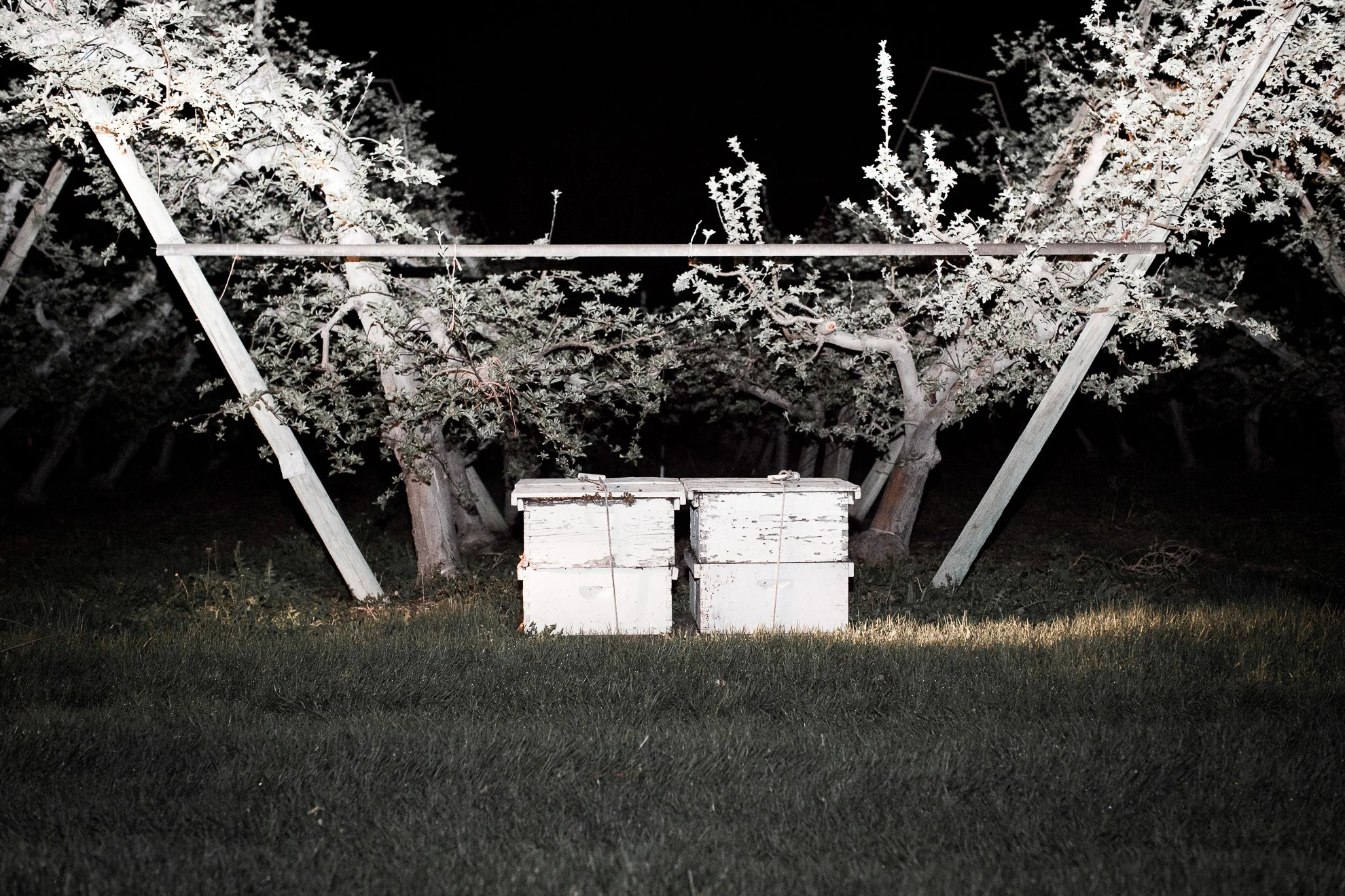 bees-50.jpg