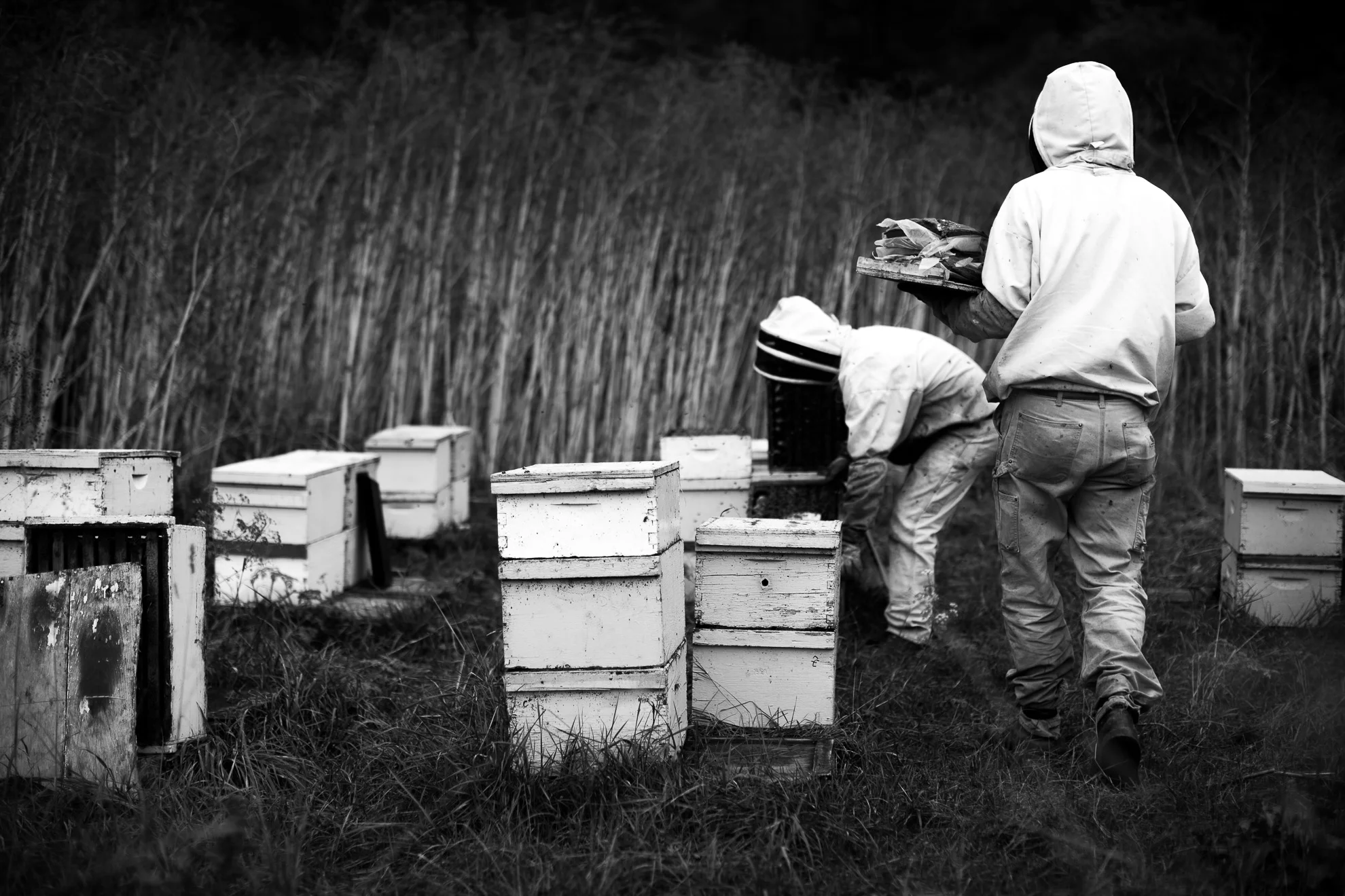 bees-52.jpg