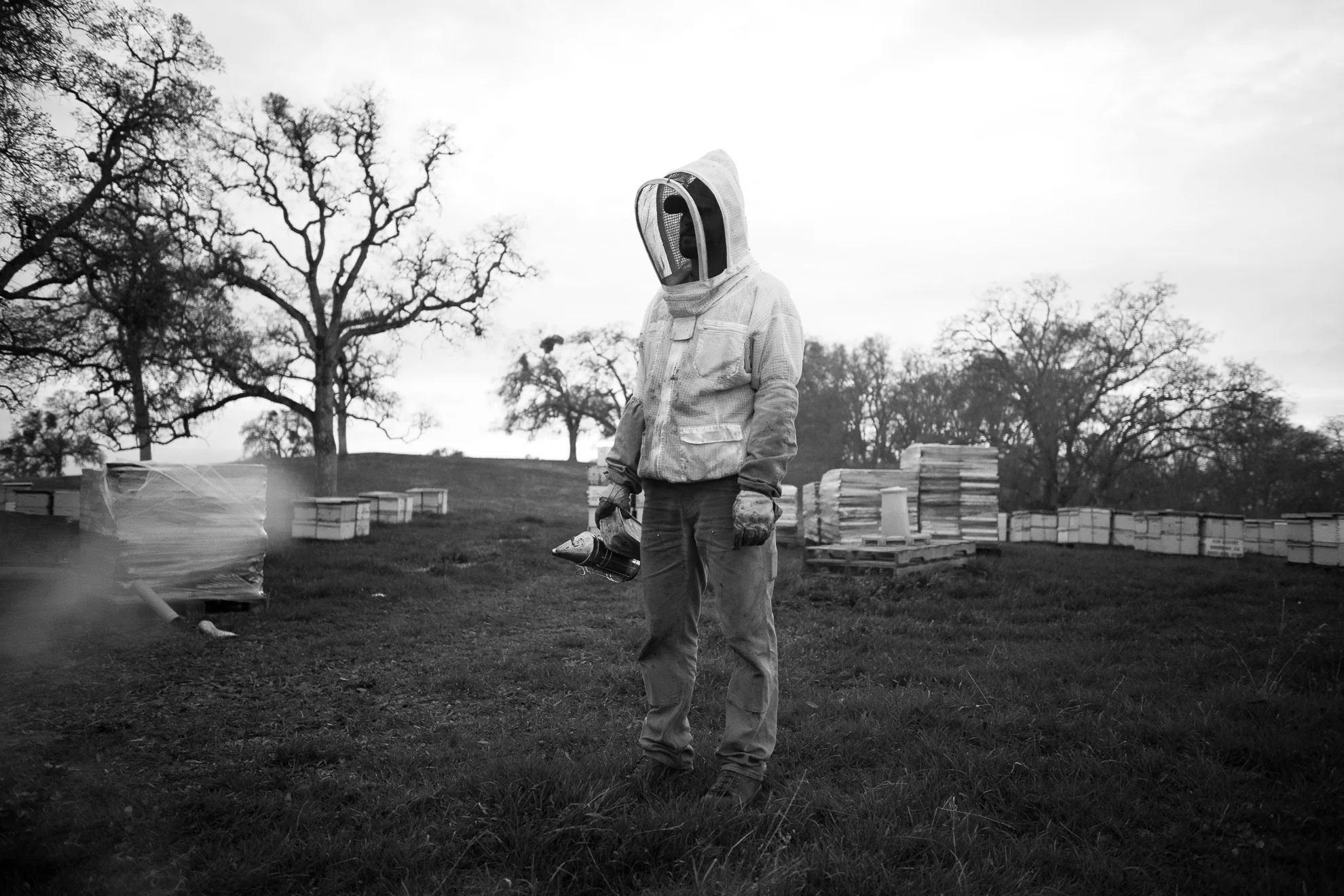 lucas bryan smoking hives at sun down. sometimes bee keepers do use smoke. it's an effective way to keep bees in their hives when you move them. the sun isn't quite down and it's close to 60 degrees. bees can't see in the dark and will fly so long as the temperature is above 50 degrees. in this photo brandon woodland is somewhere off to the left of the image on a fork lift loading hives onto his truck. a major part of bee keeping is moving the hives around. even once they are in california they get moved at least four times over the course of three months. each hive. and there are 2,500 of them. and it can only be done at night when all the bees are clustered in their hives.