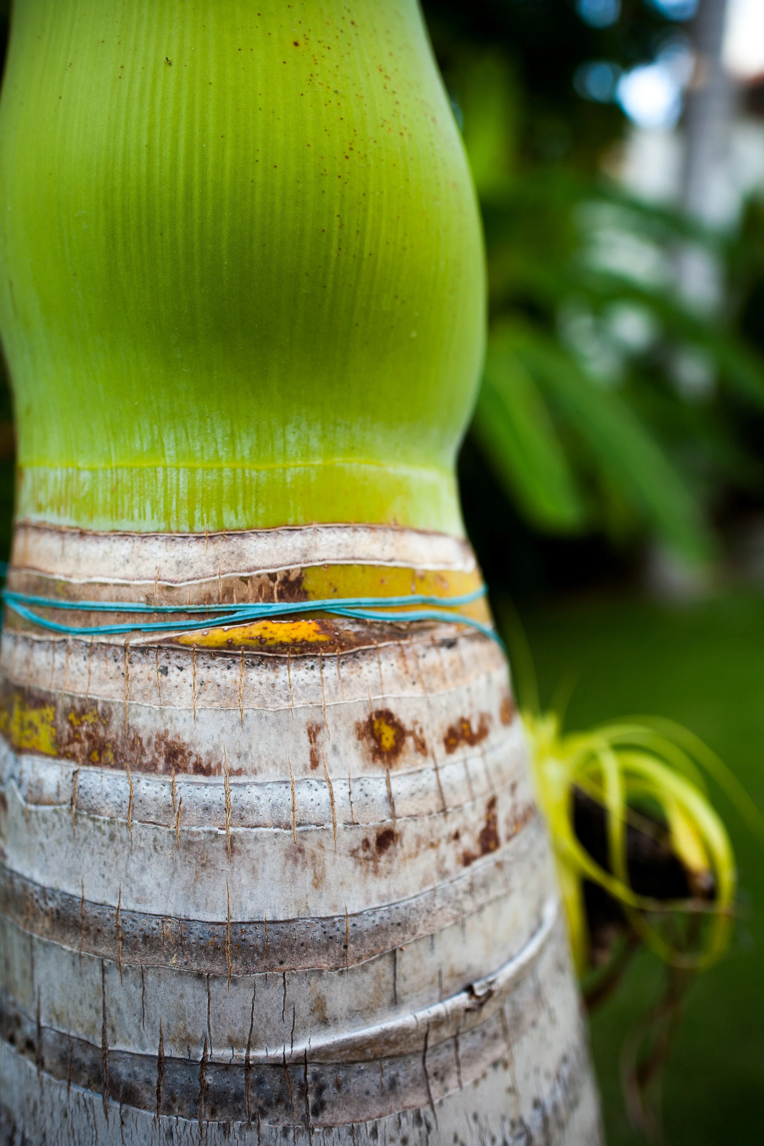 sayulita-12.jpg