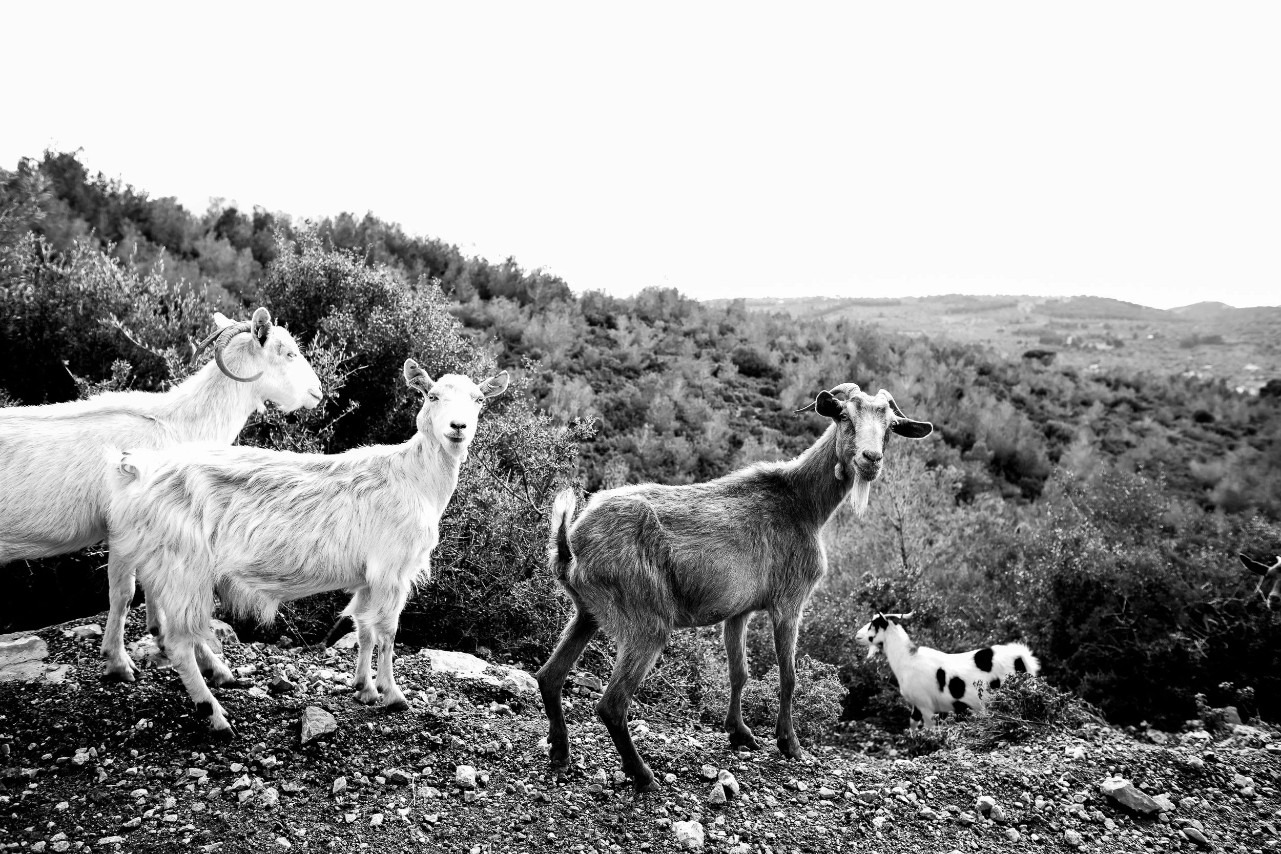 GREECE-30.jpg