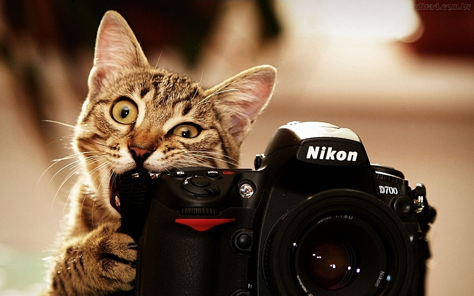 Understanding How Your Camera Works