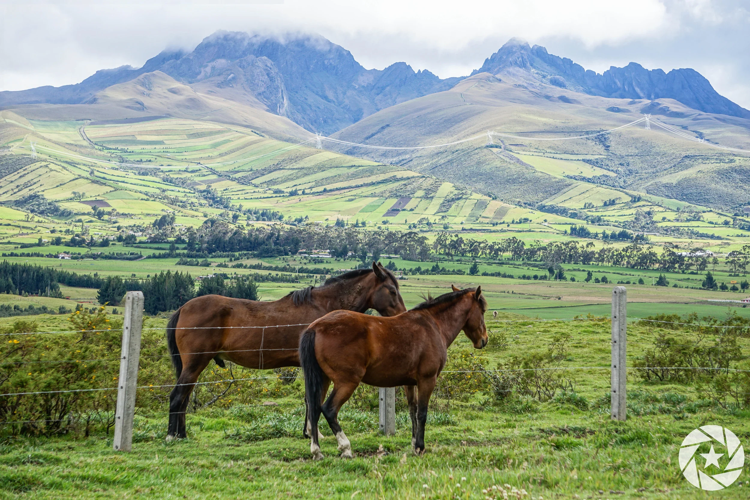 Horses in Cotopaxi, Ecuador