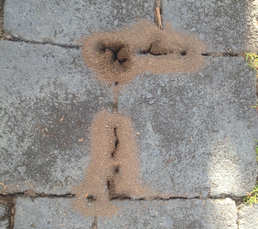 Big- headed ants digging up dirt under driveway pavers