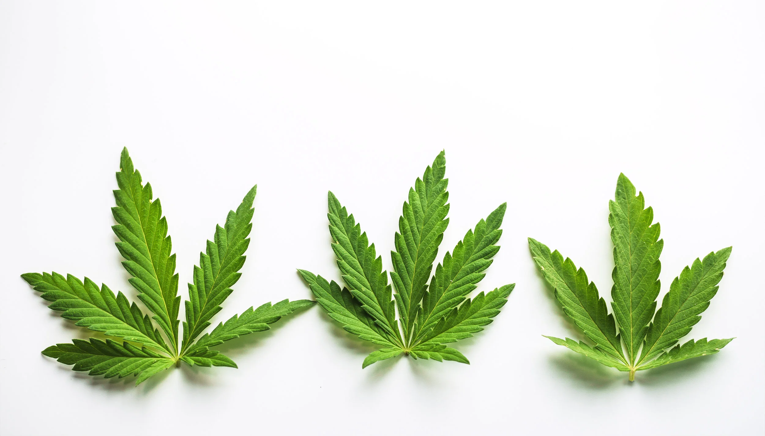 Le cannabis et le cancer