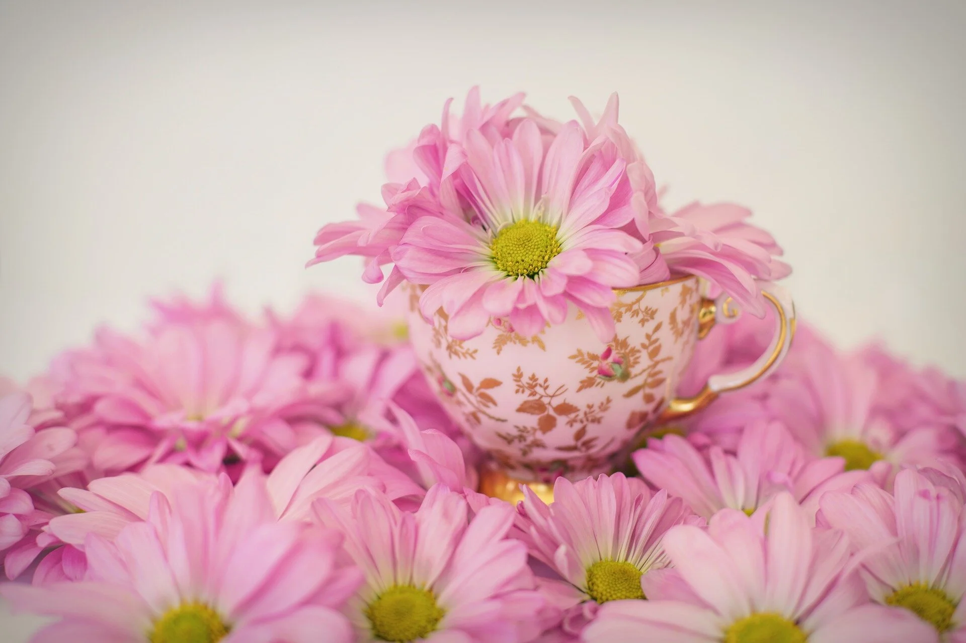 pink-daisies-2121593_1920.jpg