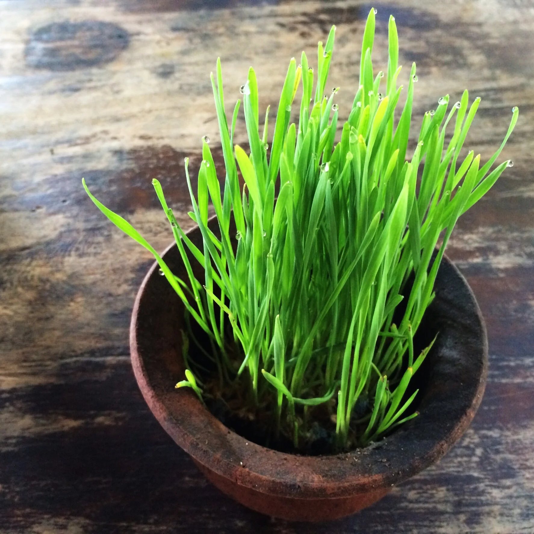 Wheatgrass – The Forgotten Superfood (and what about Chlorophyll?)