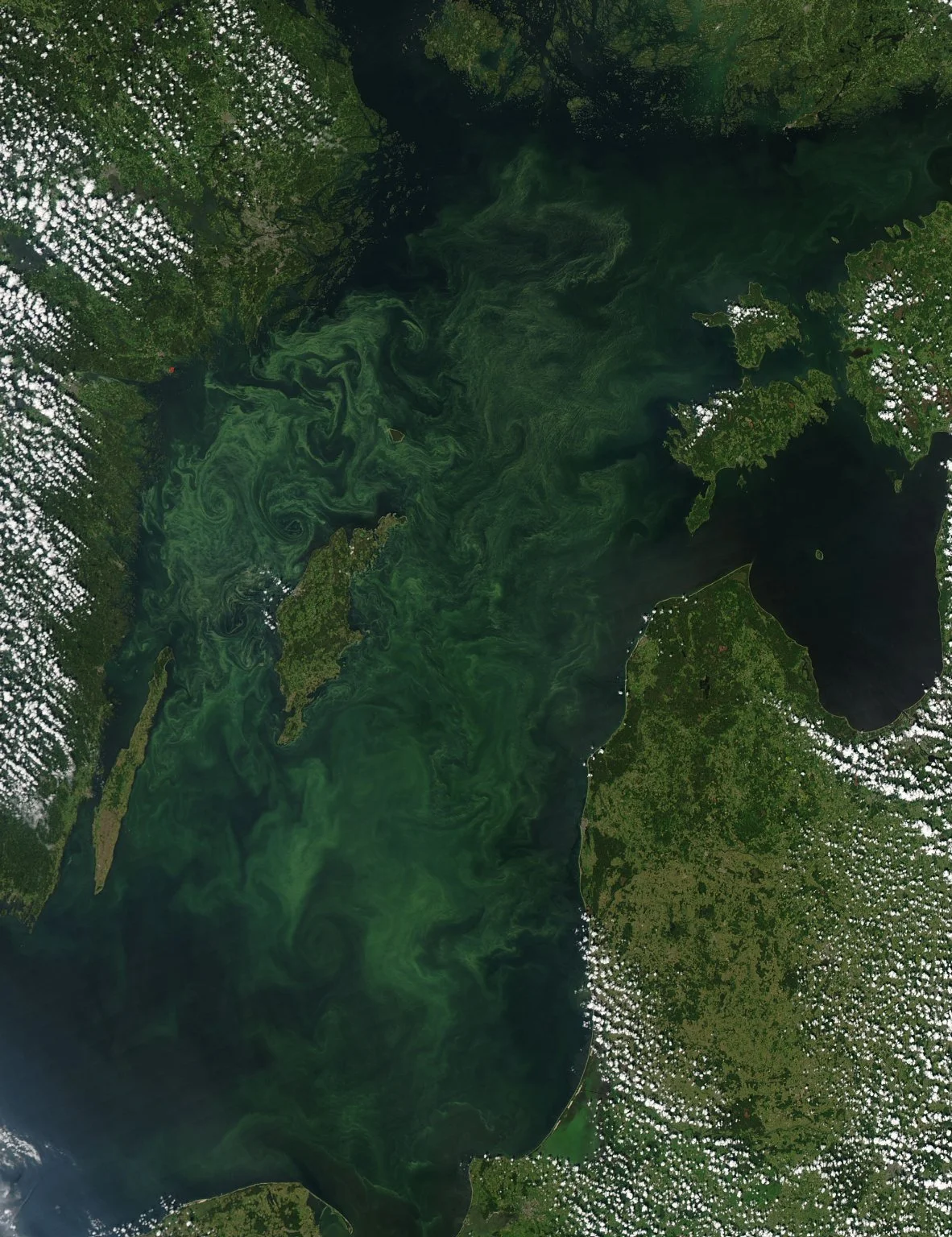Satellite image of toxic algal blooms in Baltic Sea (Source: NASA)