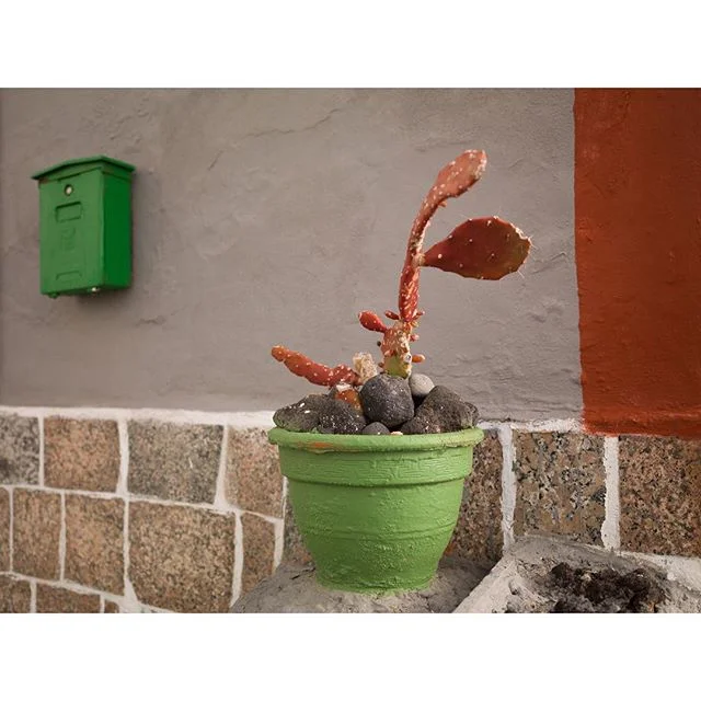 Plantica en rojos y verdes