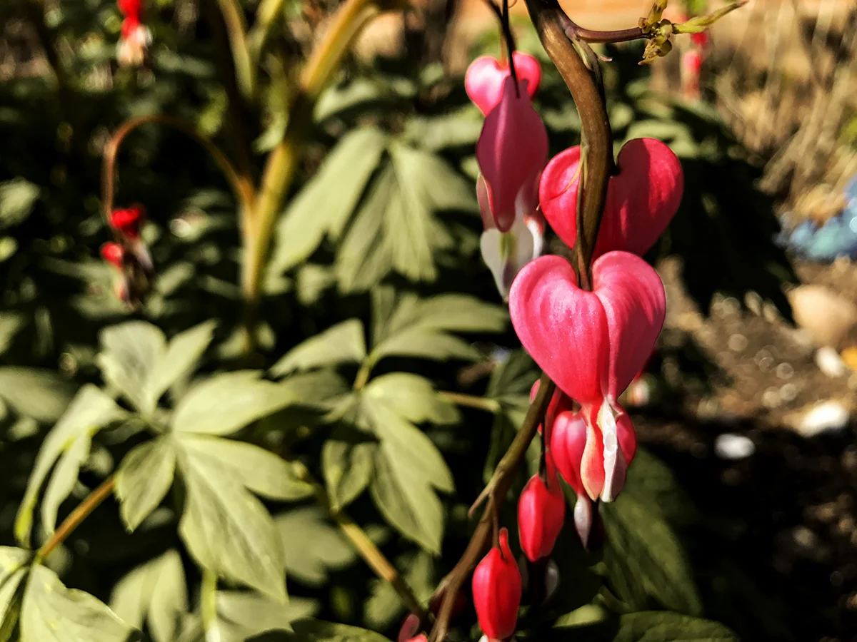 Venus &amp; Adonis | All Wounds Bleed I