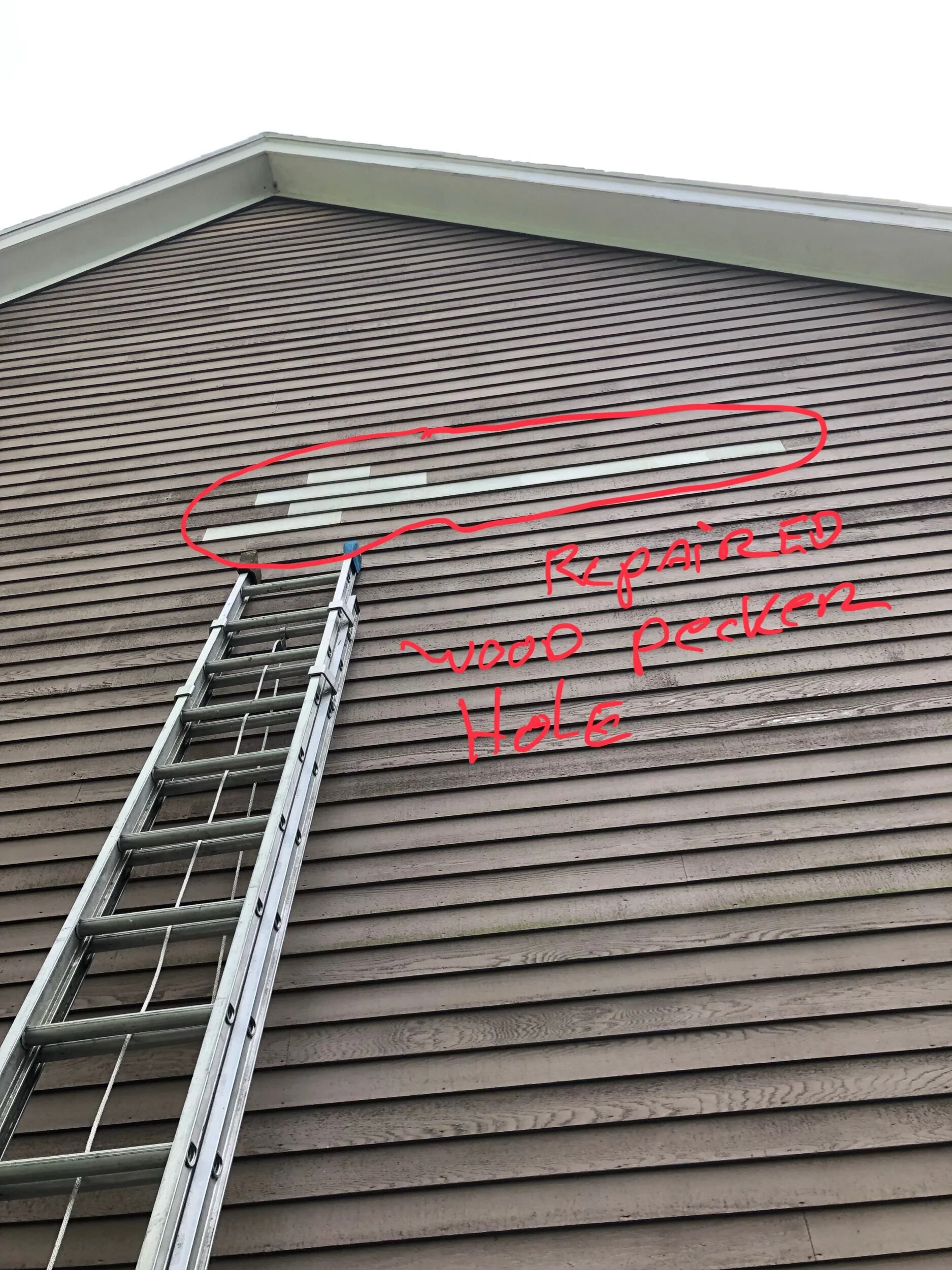 Repairing woodpecker damage