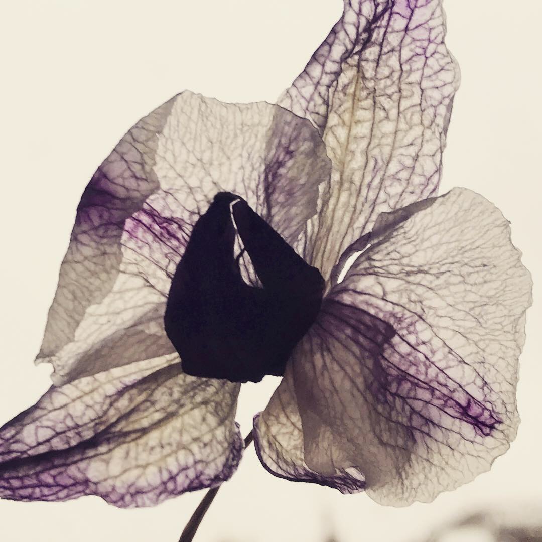 A9210F02-0767-4AC5-A83E-3C09B9E3D443.jpeg