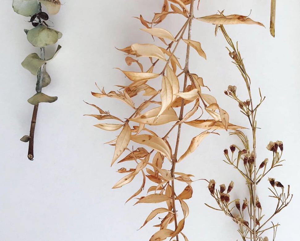 leaves Lindsay McDonagh.jpeg