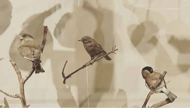 Museum Birds Lindsay McDonagh.jpeg