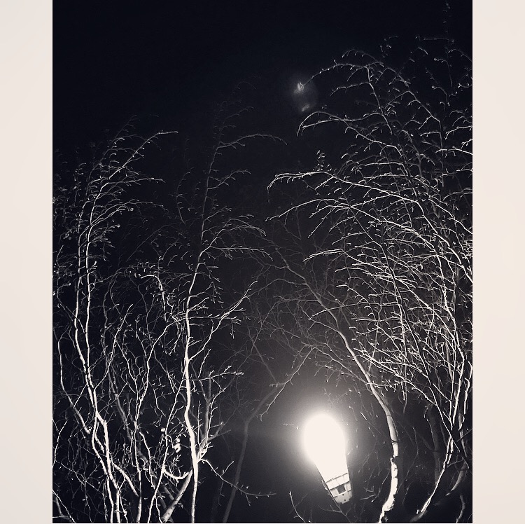 tree branch light Lindsay McDonagh.jpeg