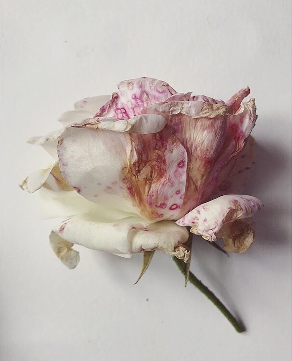 Decaying white roses Lindsay McDonagh.jpeg