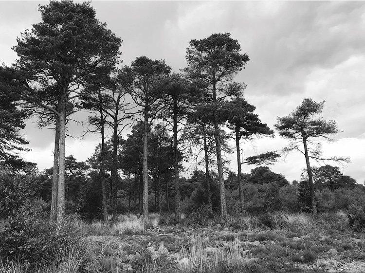 Black and white trees Lindsay McDonagh.jpeg