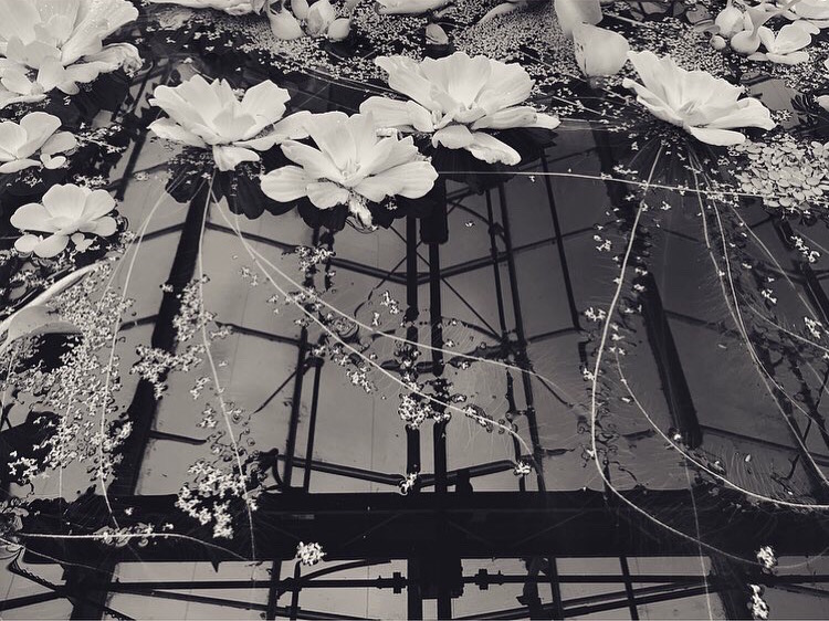B&W Botanical Garden Lindsay McDonagh.jpeg