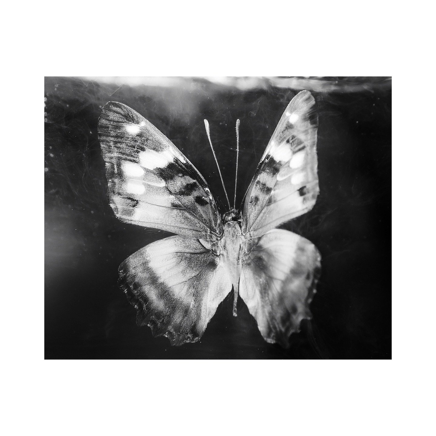 Butterflies in black and white 🦋