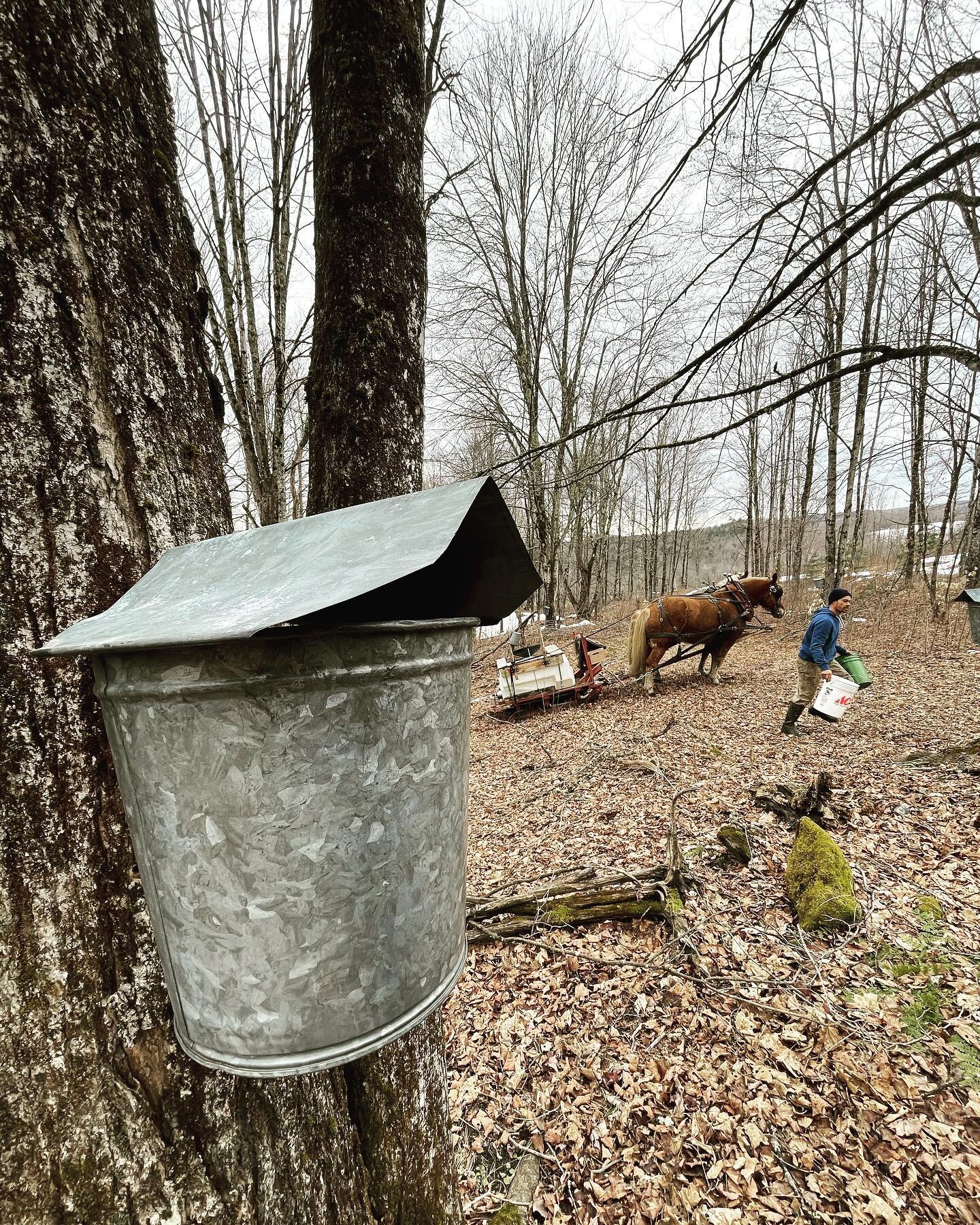 This could be the last sap collection of the season. Taps are drying out, sap moths are showing up and the days are trending warmer. We&rsquo;ll boil down this sap and see what tomorrow brings. 

If you&rsquo;re waiting to see what kind of syrup we&r