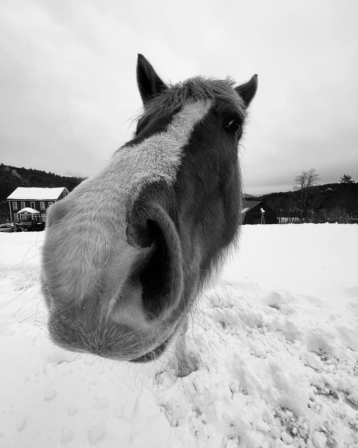 &ldquo;In like a lion, out like a nosy horse.&rdquo; #puckthehorse