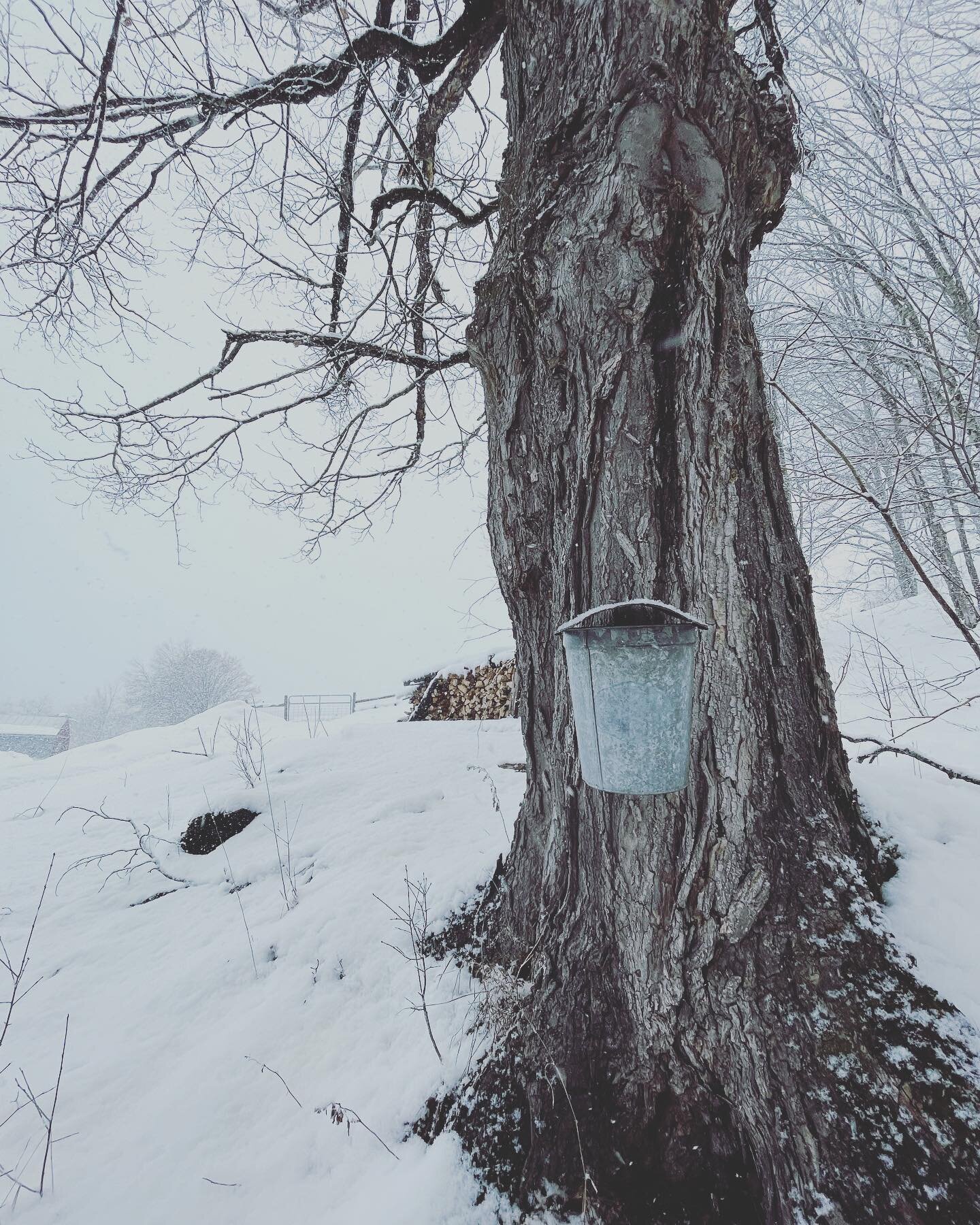 With todays storm, we&rsquo;re working in the deepest snow we&rsquo;ve sugared in. Didn&rsquo;t really seem to phase the horses but the humans were suffering a bit!
&bull;
&bull;
&bull;
#maplesyrup #vermontmaplesyrup #vtmaple #maplesugaring #mapletre