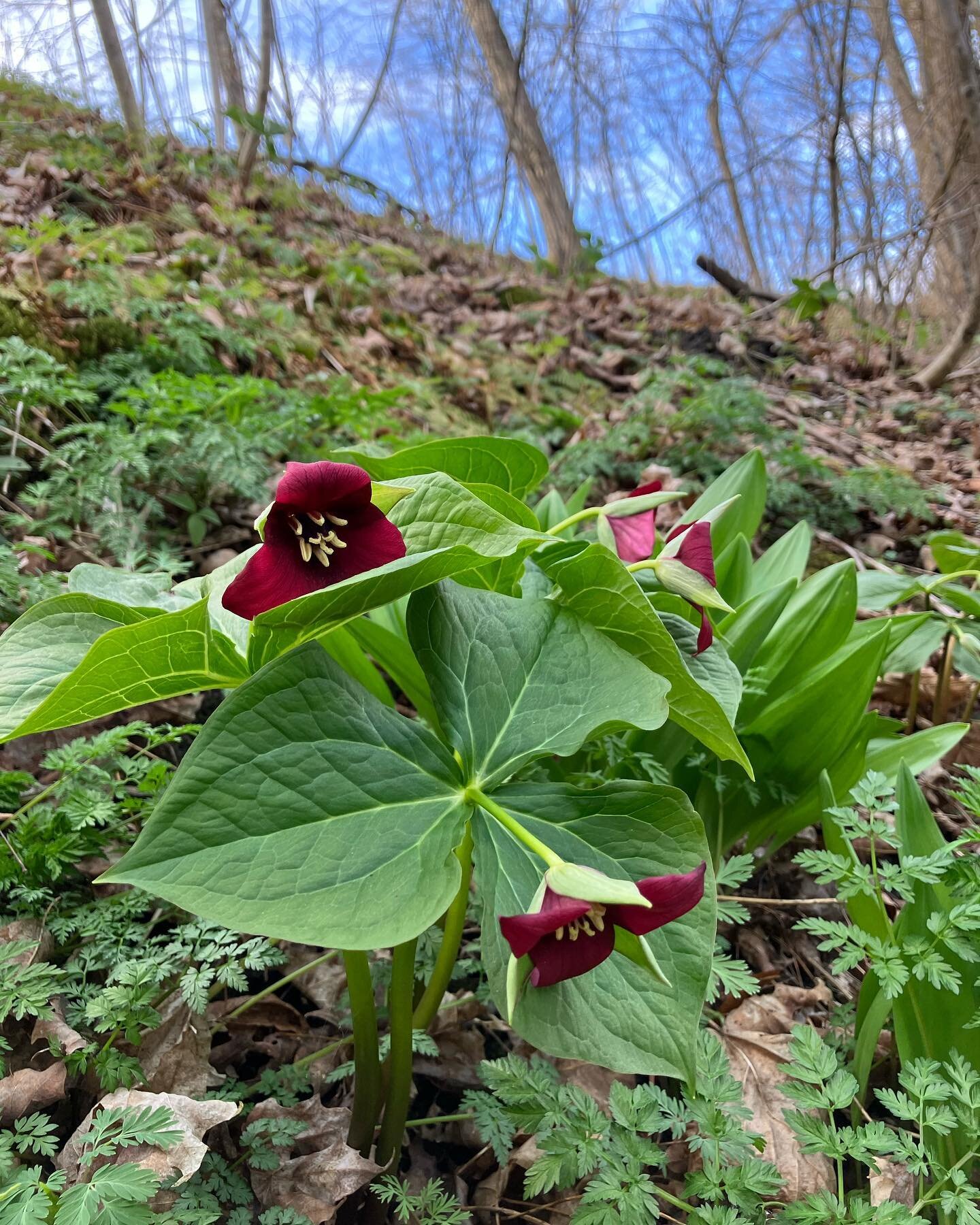 Trillium and ramps - it&rsquo;s starting to look like spring in the woods!
&bull;
&bull;
&bull;
&bull;
&bull;
#ravenhillfarmvt 
#farming #farmlife #hillfarm #braintreevt #vermont #rootedinvermont #vermontbyvermonters #thinkvermont #farminginvermont 
