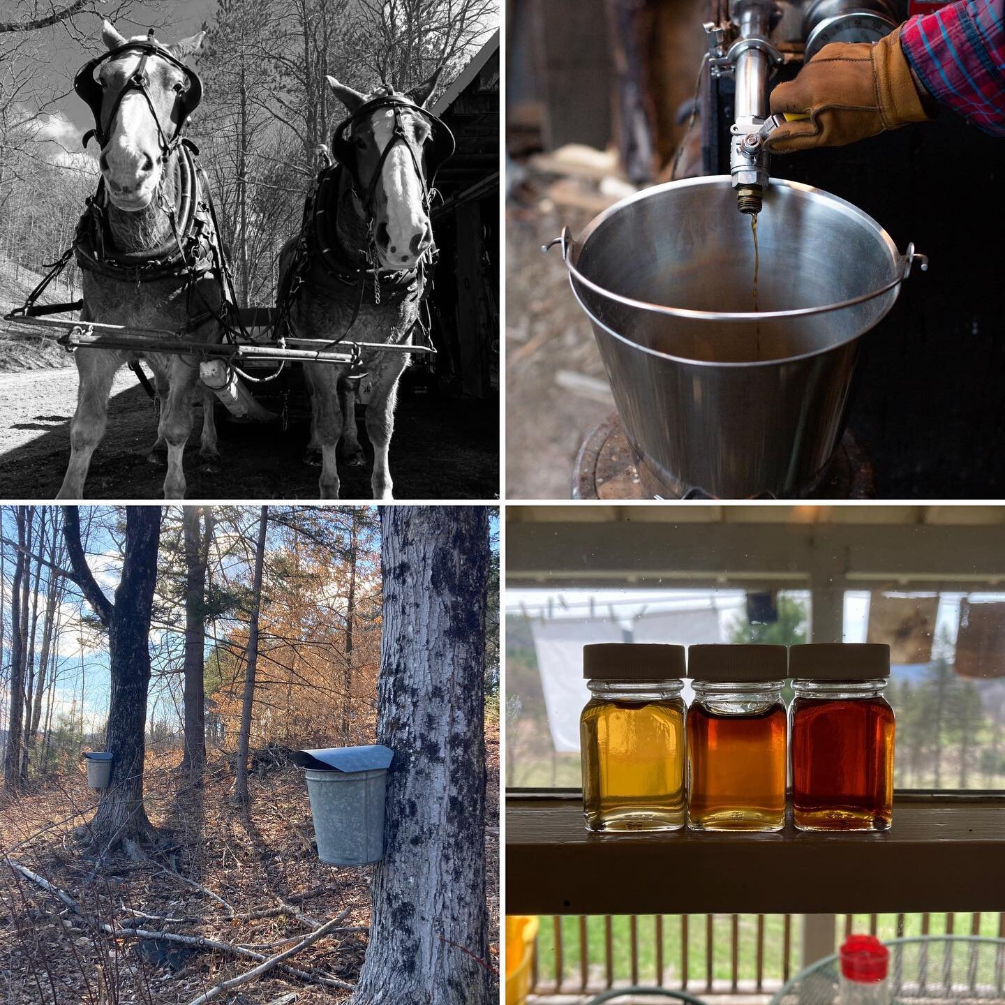 💥2022 Maple Syrup Sales Go Live Next Week!💥

Our small batch, wood fired, horse powered, traditional Vermont Maple Syrup only comes around once a year!

Friday April 22 our online farmstore will be ready to take your order. Link will be in the prof