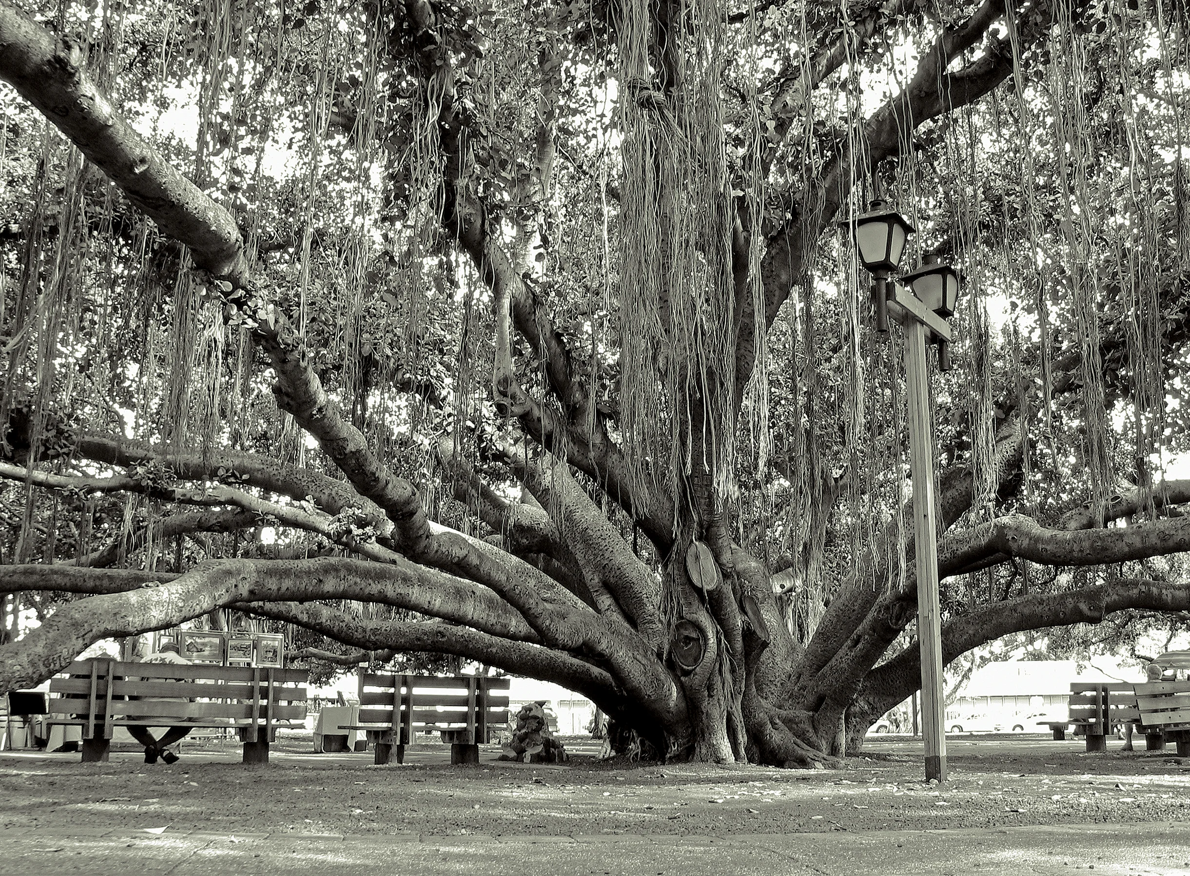 Maui_tree_new.jpg
