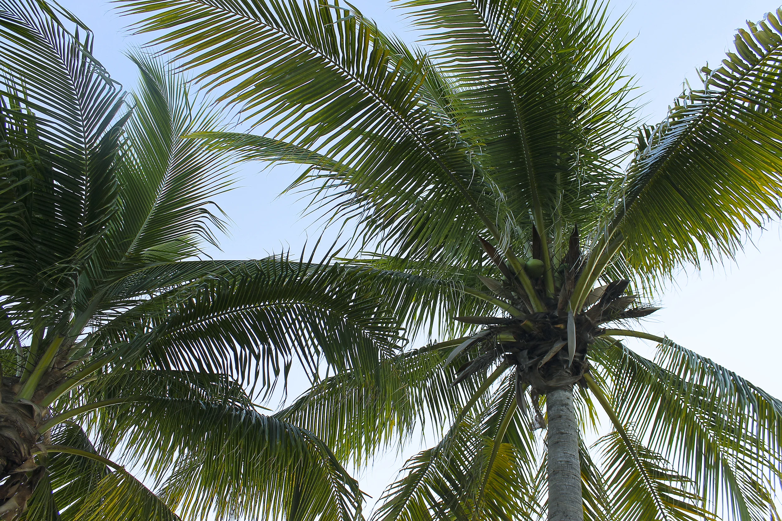 PalmTrees2.jpg