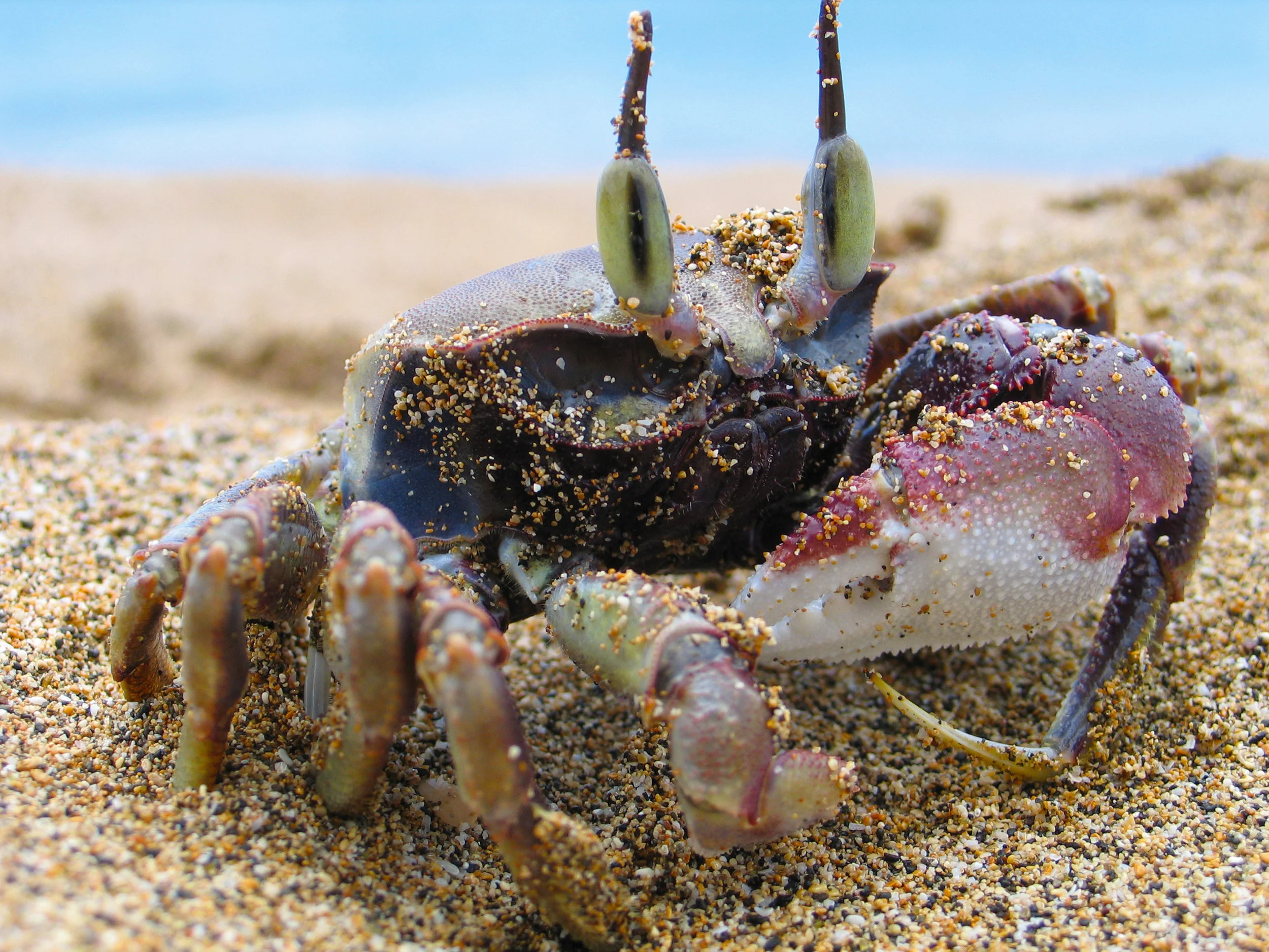 Crab_new.jpg