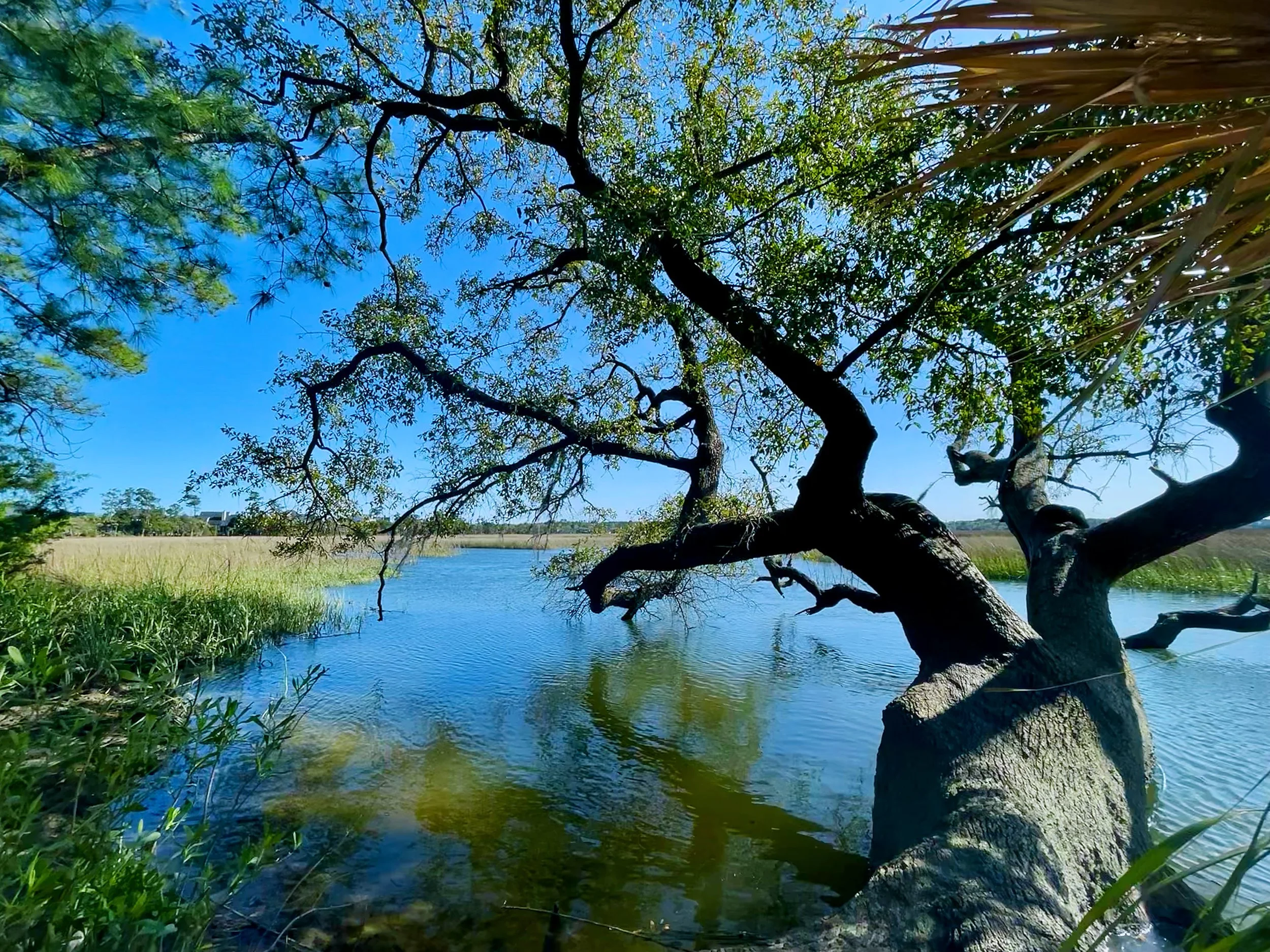 Nature Island.jpg