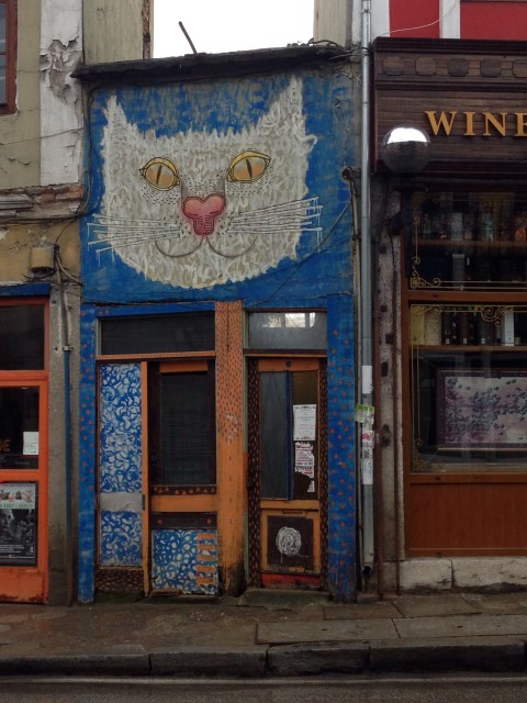  A cat in Veliko Turnovo, a city with many stray cats. 