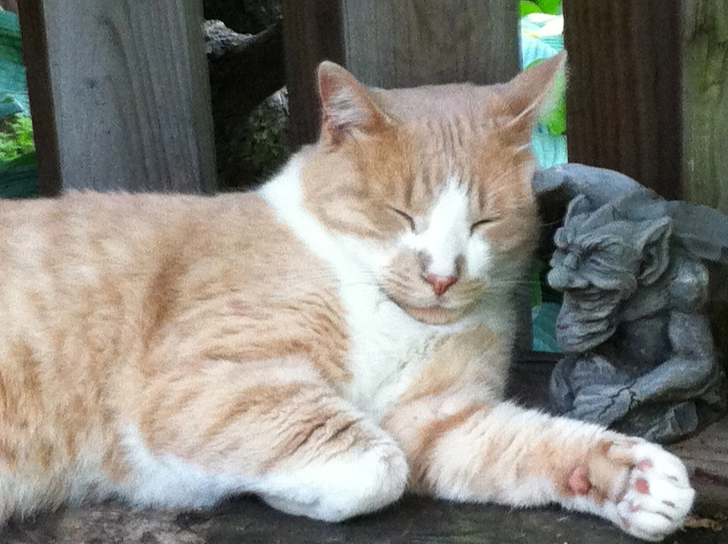 Doesn't Frankie look wise? 