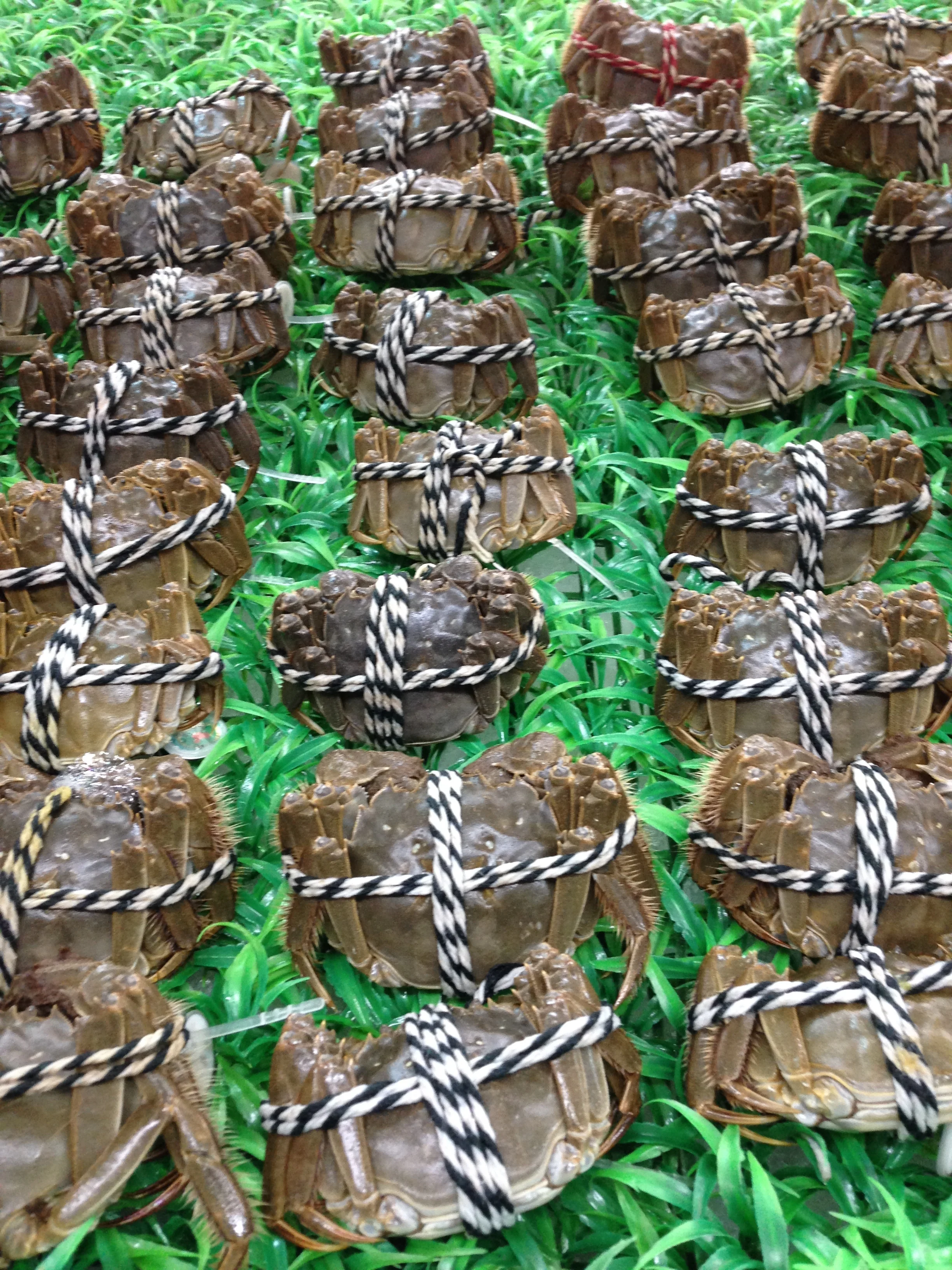 Fresh live crabs.