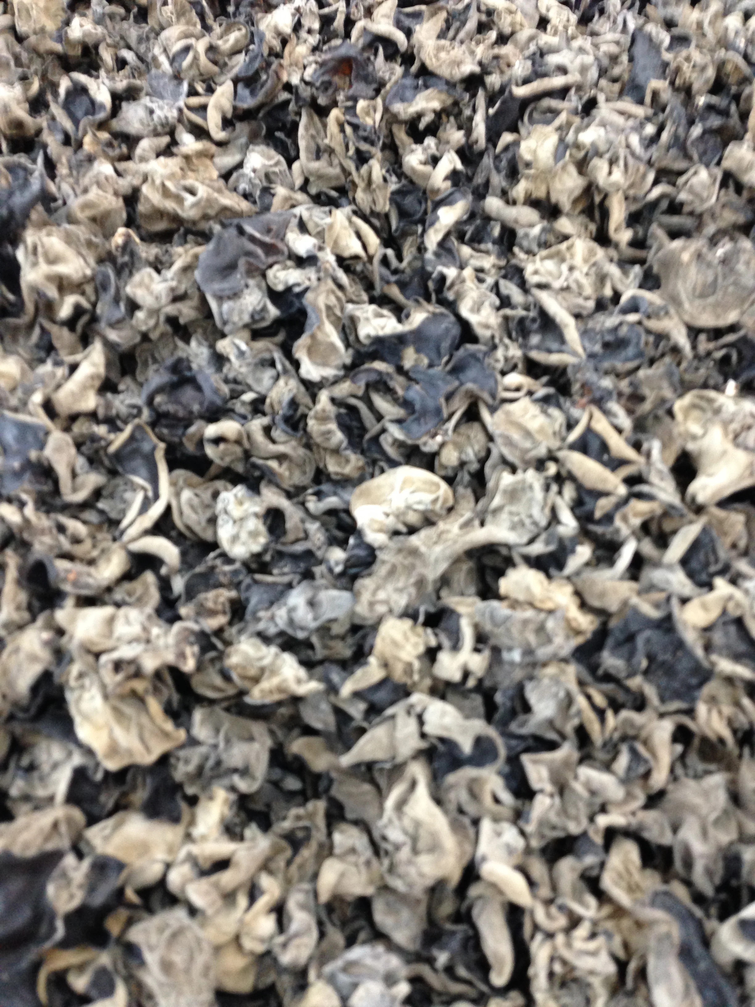 Dried mushrooms in bulk.